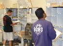 Mail sorting